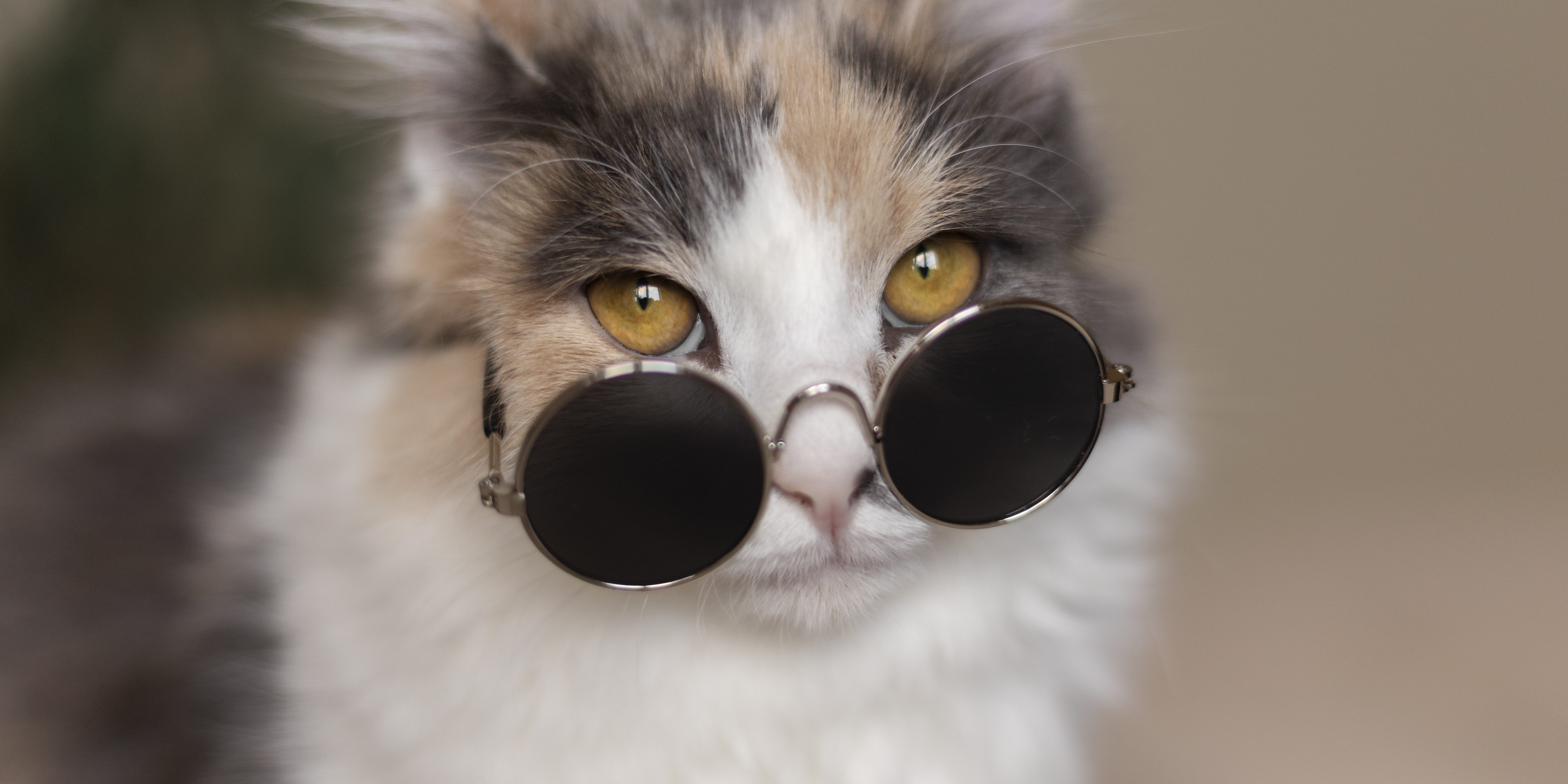 retrato-gato-hermoso-cerca